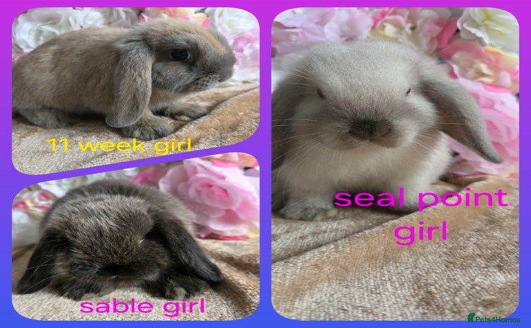 Mini Lop rabbits - Advert 7