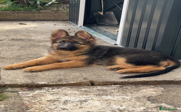 German Shepherd dogs - Advert 11