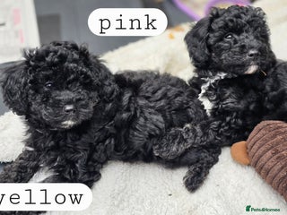 Toy Poodle dogs - Advert 24