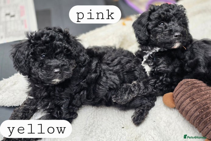 Toy Poodle dogs - Advert 3