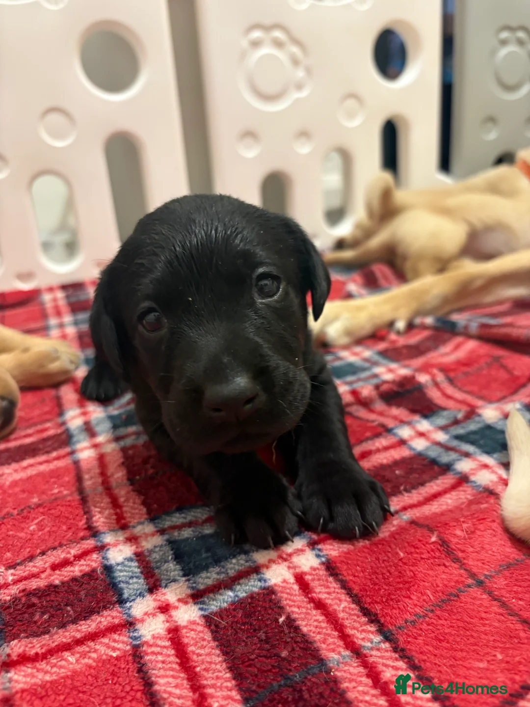 Labrador Retriever dogs for sale: Now have 5 Labrador Retriever Puppies for Sale 🐾 - Advert 18
