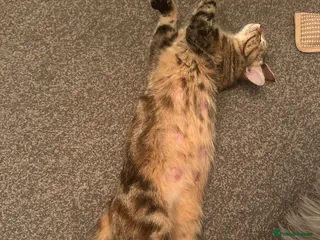 Bengal cats Maine Coon and Bengal cross kittens - Advert 3