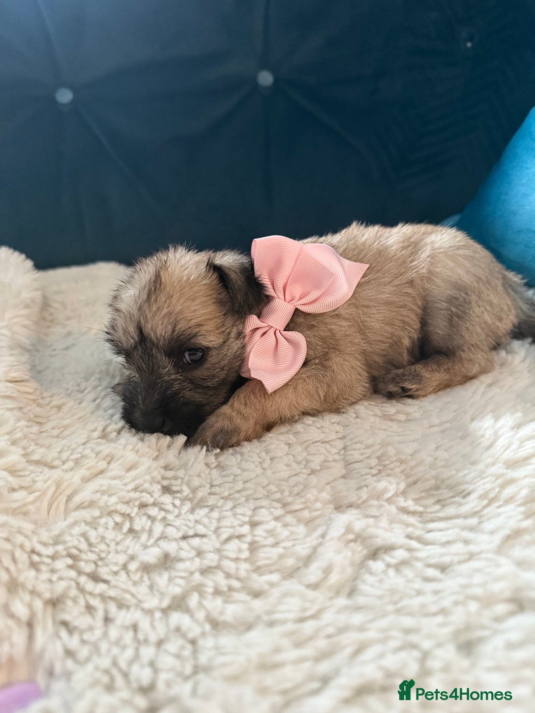 Miniature Schnauzer dogs for sale: Beautiful litter of Miniature Shnauzers  - Image 10