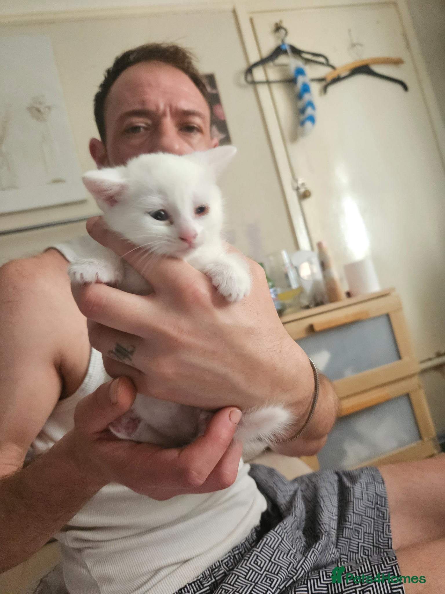Mixed Breed cats 3 beautiful babies ready for homing - Advert 2