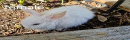 Netherland Dwarf rabbits for sale: Baby rabbits for sale in Newport - Advert 4
