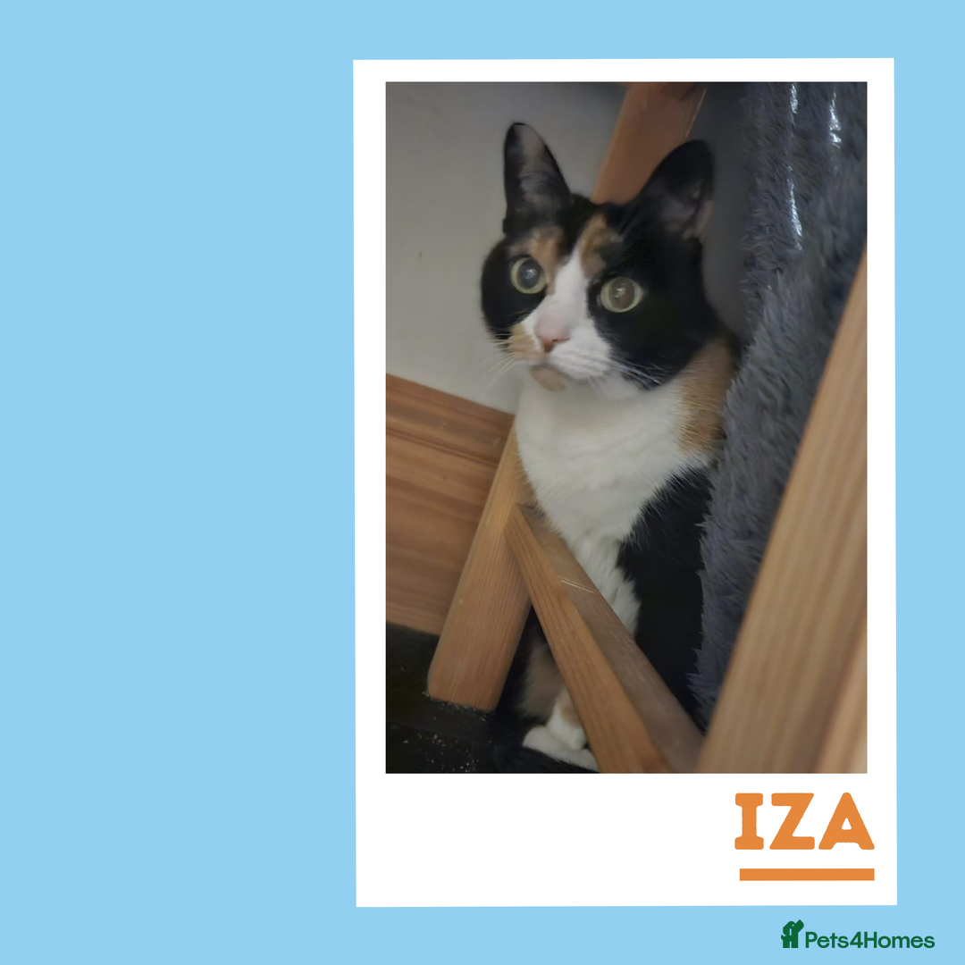 Mixed Breed cats for adoption: Gentle, Sweet Kitties in their Golden Years - Advert 4