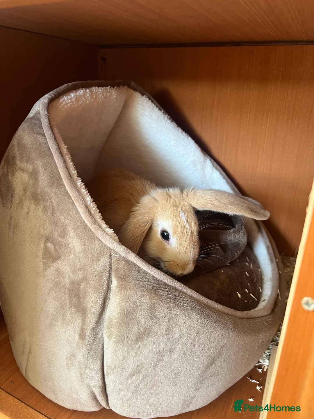 English Lop rabbits for sale: Koazy, cutest lop for sale  - Advert 3