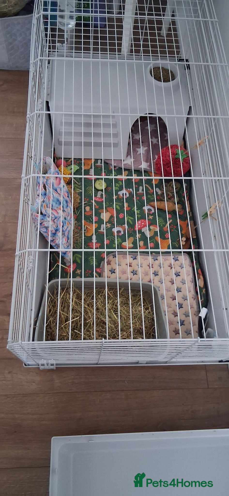 Guinea Pig rodents Male guinea pig - Advert 1