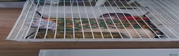 Guinea Pig rodents for sale: Male guinea pig - Advert 1