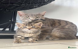 Bengal cats for sale: Bengal kitten  - Image 4
