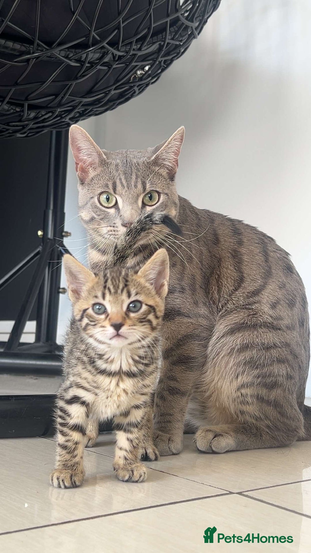 Bengal cats for sale: Bengal kitten  - Image 4