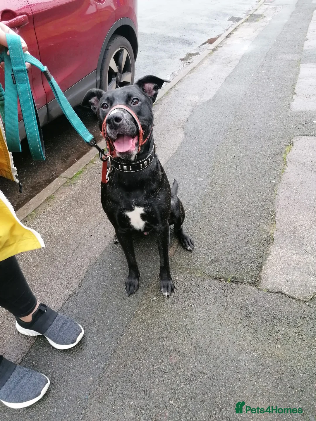 Mixed Breed dogs for adoption: Do perfect dogs exist? YES, they do:💙LOKI💙 - Advert 7