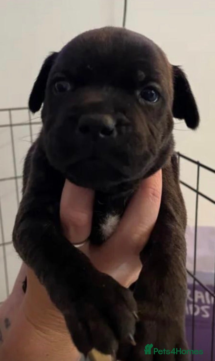 Staffordshire Bull Terrier dogs Beautiful little girl - Advert 5