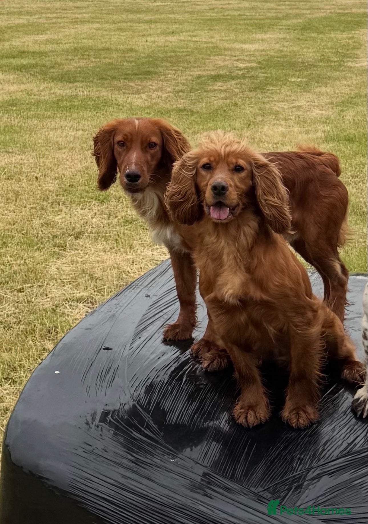 Cocker Spaniel dogs Kc registered Working Cocker Spaniel puppies  - Advert 1