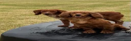 Cocker Spaniel dogs for sale: Kc registered Working Cocker Spaniel puppies  - Advert 1