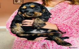 Cocker Spaniel dogs for sale: Top quality fully health tested show cocker pups - Image 14