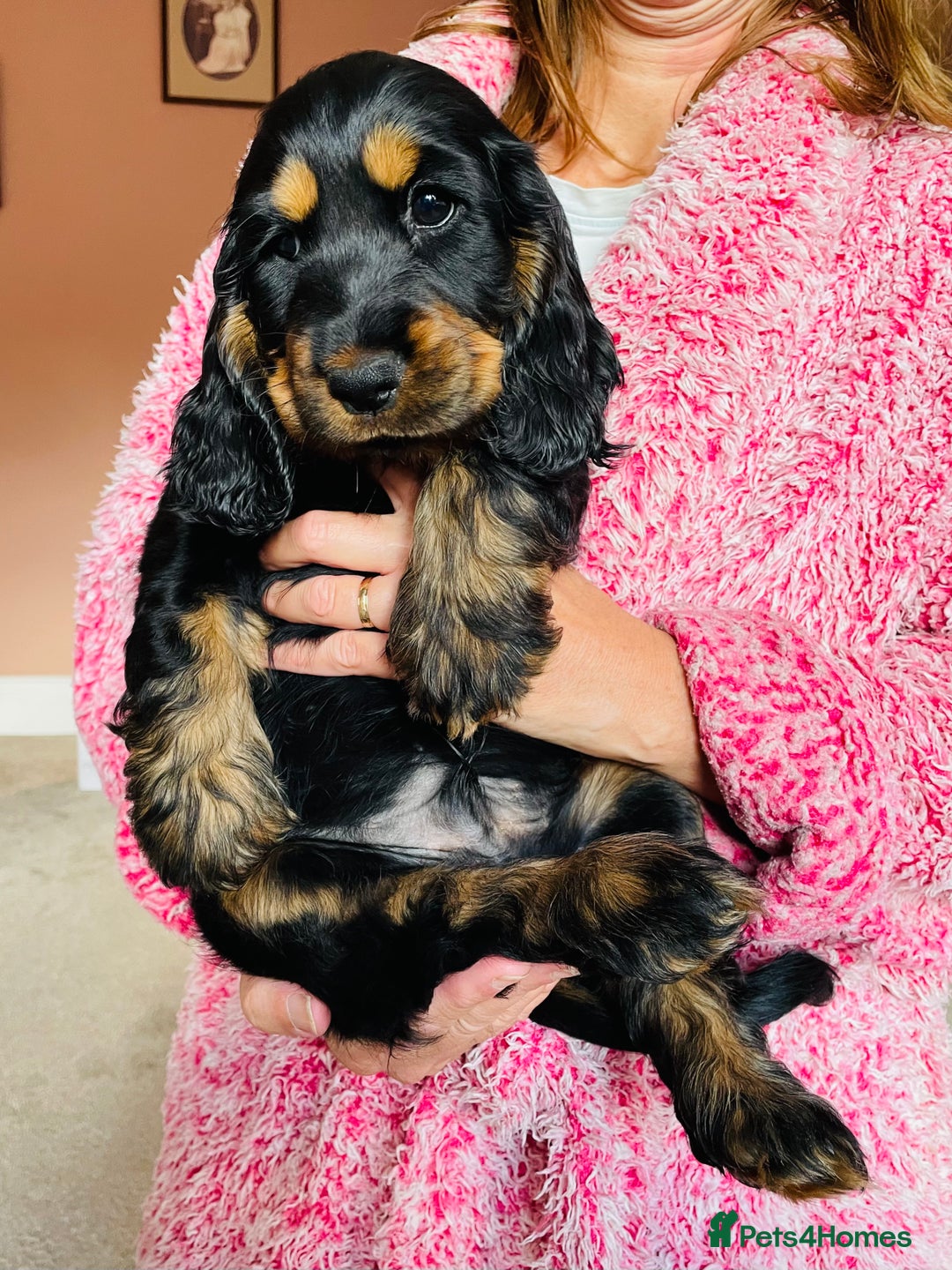 Cocker Spaniel dogs for sale: Top quality fully health tested show cocker pups - Image 14