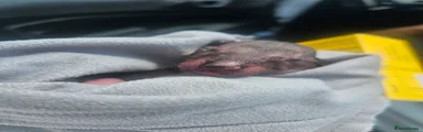 Mexican Hairless Puppy B