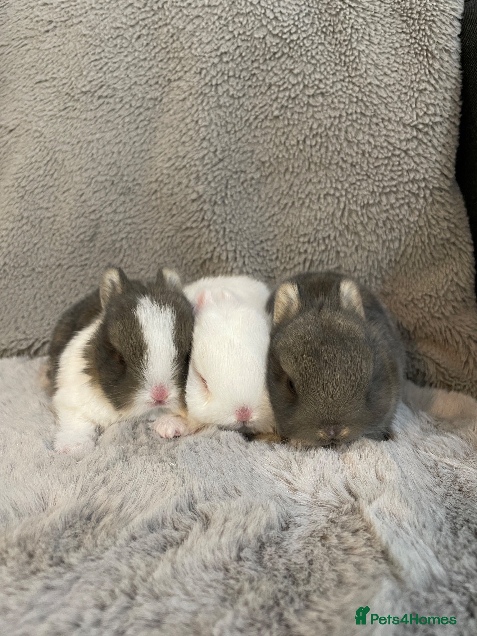 Netherland Dwarf rabbits Cute, sweet Netherland dwarf bunnies (pure breed) - Advert 1