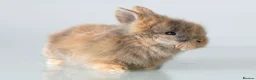Lionhead rabbits for sale: Double-maned Lionhead Bunnies - Advert 12