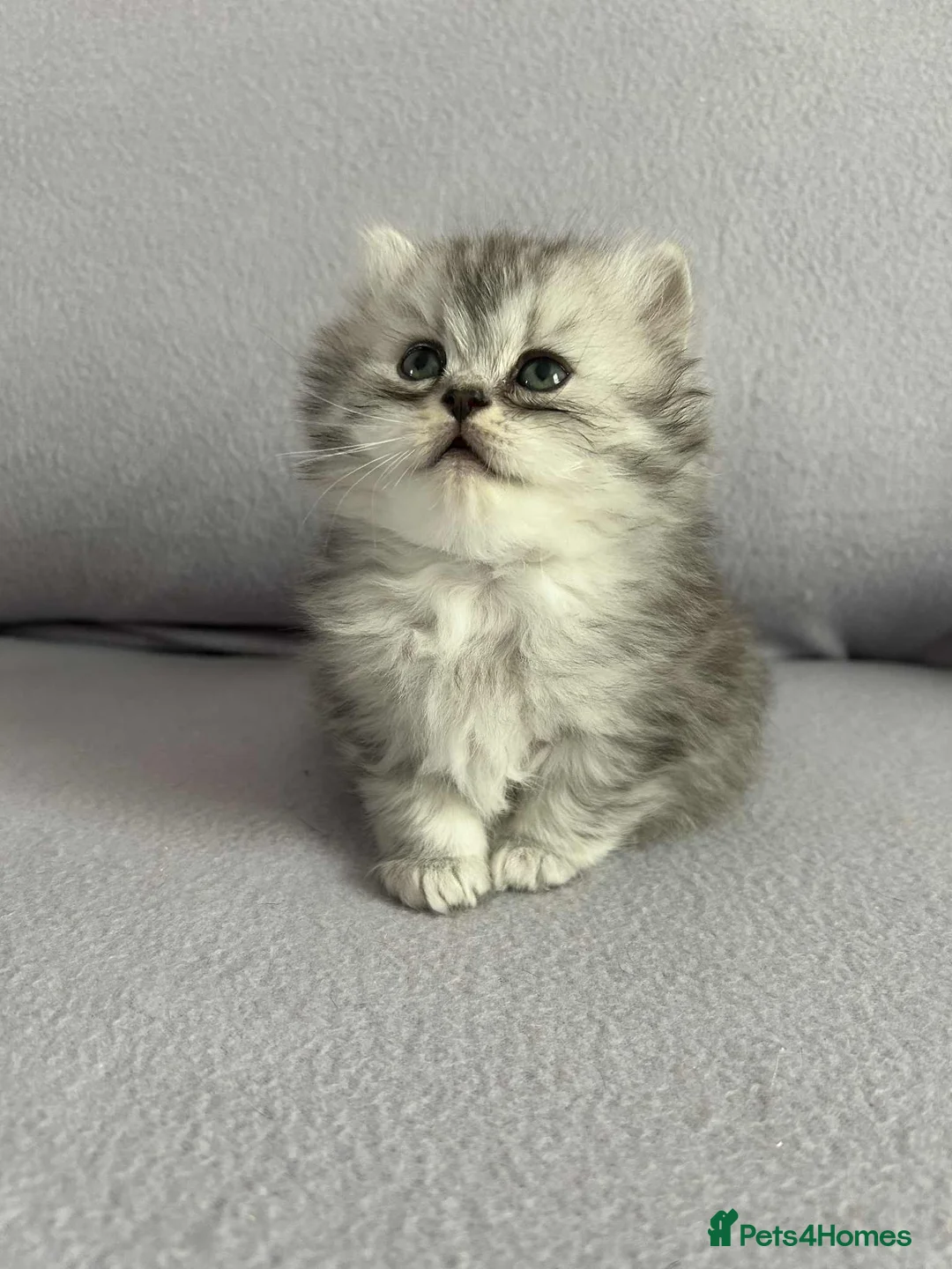 British Shorthair cats for sale: Stunning British Shorthair kittens - Advert 17