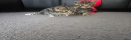 Mixed Breed cats for sale: Kittens  - Advert 2