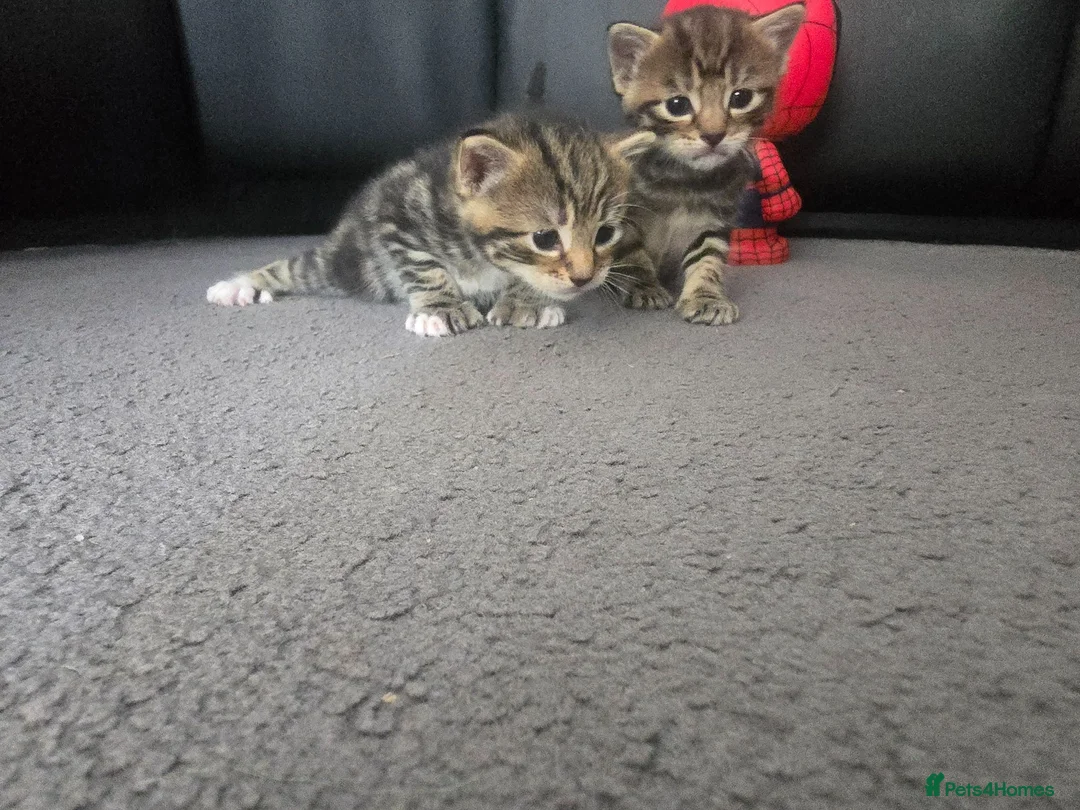 Mixed Breed cats for sale: Kittens  - Advert 2