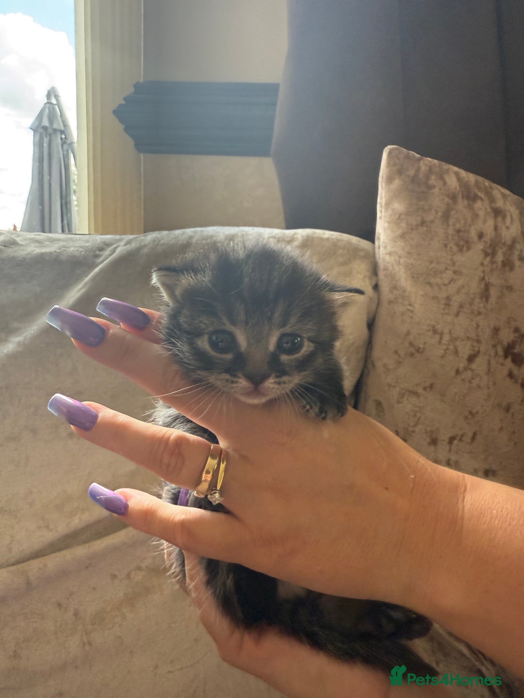 Mixed Breed cats for sale: Much loved and spoiled kittens  - Image 8