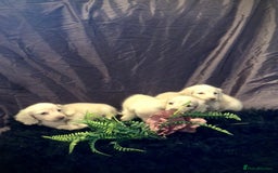 Miniature Dachshund dogs for sale: English Cream miniature dachshund  - Advert 30