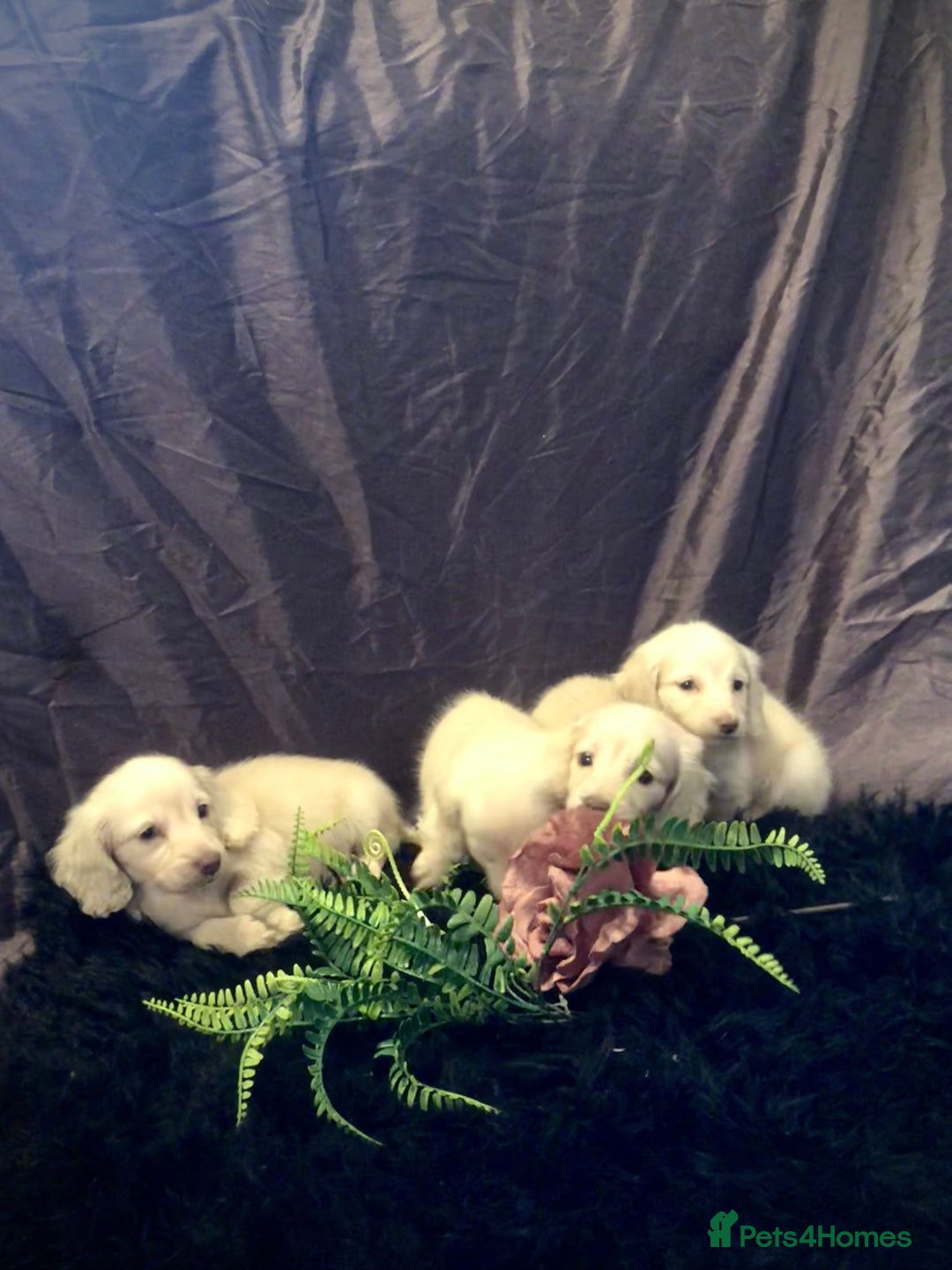 Miniature Dachshund dogs for sale: English Cream miniature dachshund  - Advert 30