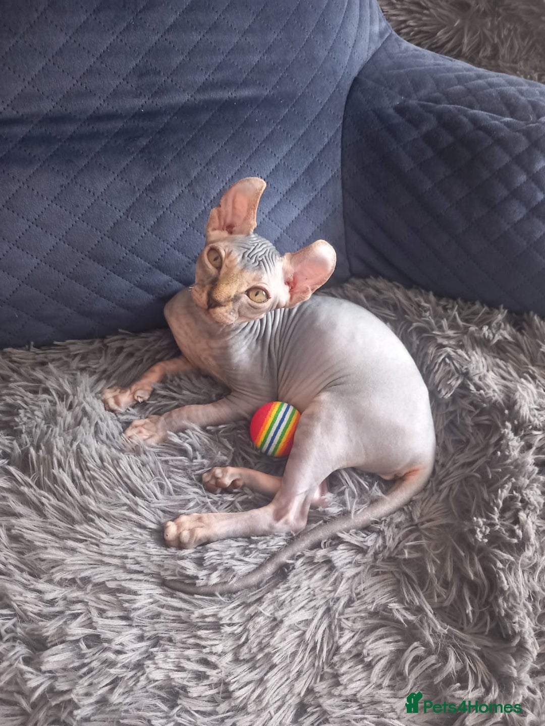 Sphynx cats for sale: Health checked fully vaccinated amazing kittens  - Image 26