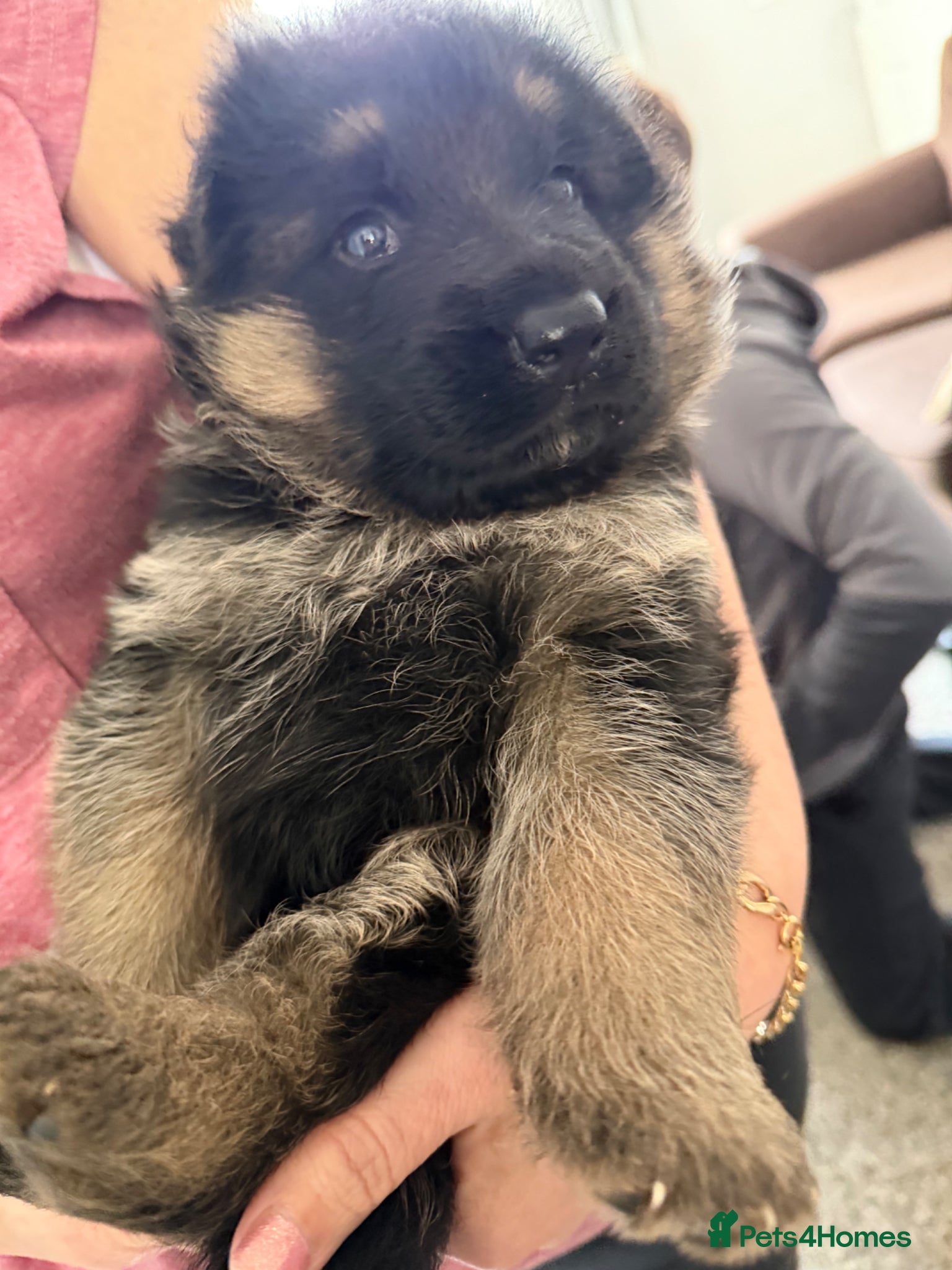 German Shepherd dogs Show quality German Shepherd Puppies  - Advert 9