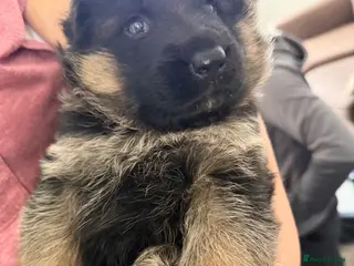 German Shepherd dogs Show quality German Shepherd Puppies - Advert 9