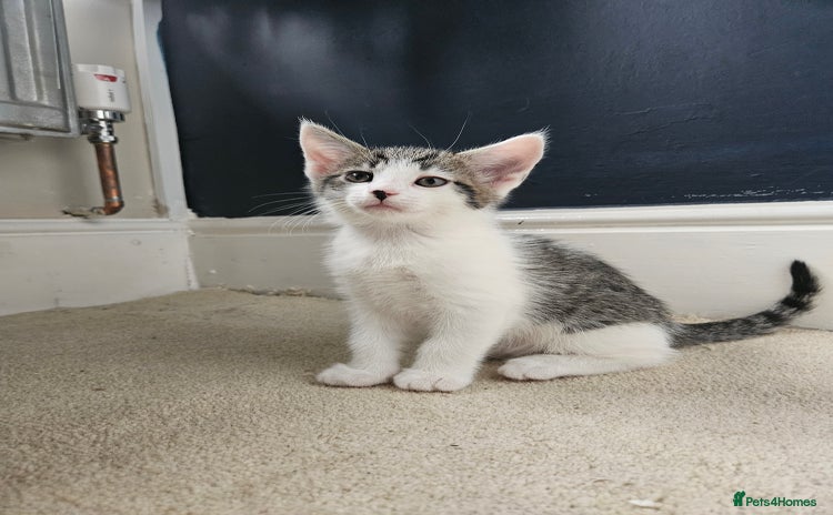 Domestic Shorthair cats - Advert 3