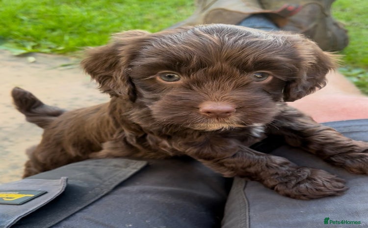 Cockapoo dogs - Advert 1