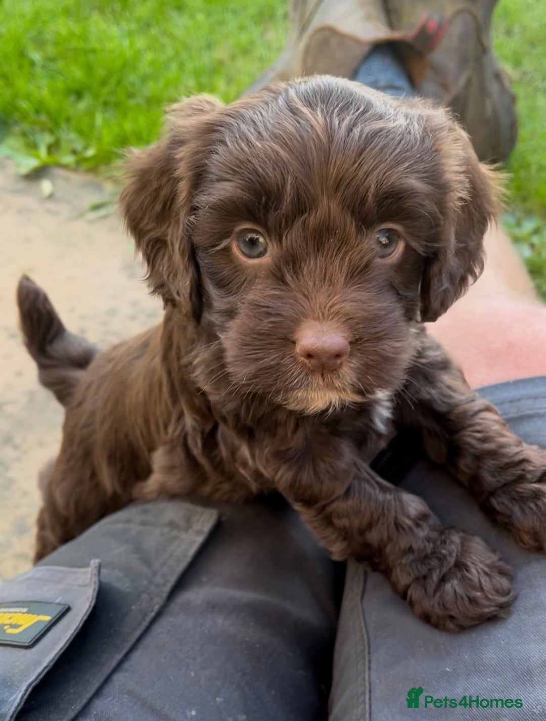 Cockapoo dogs for sale: Toy F1 Cockerpoo Puppies x2 girls x2 boys - Image 1