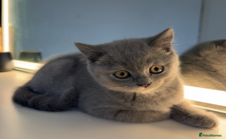 British Shorthair cats - Advert 10