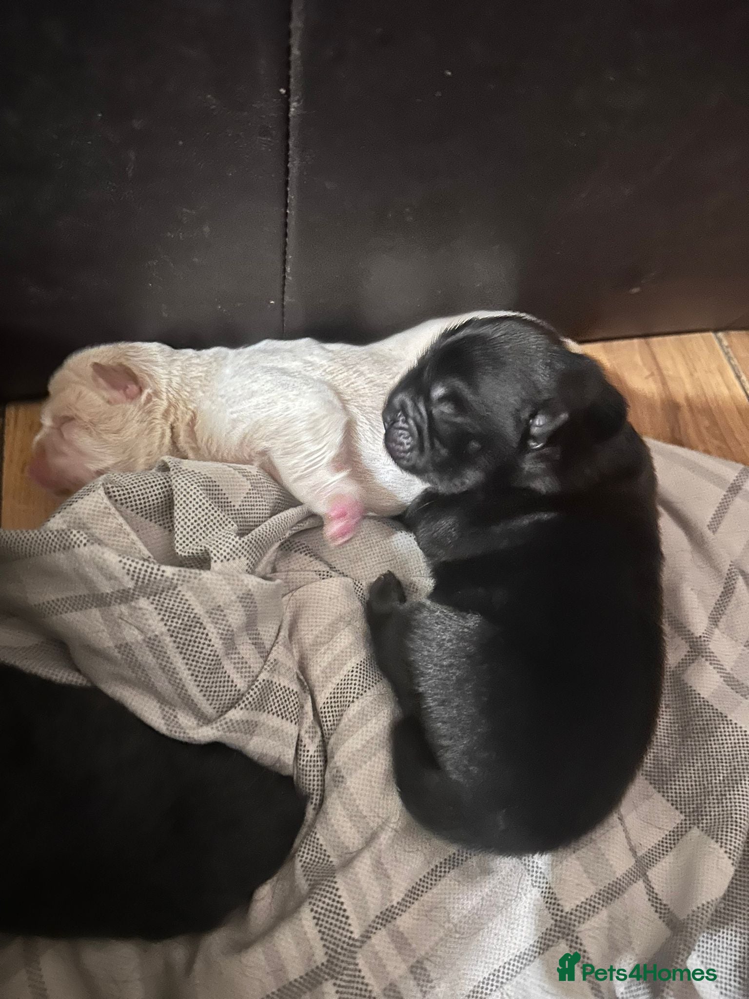 Chow Chow dogs for sale: Lilac Platinum Chow Chow Puppy KC Reg - Advert 6