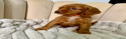 Cocker Spaniel dogs for sale: Adorable Red Cocker Spaniel Puppies 🐶❤️ - Advert 12