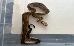 Boa Snake reptiles for sale: Amazing boas for sale - Advert 5
