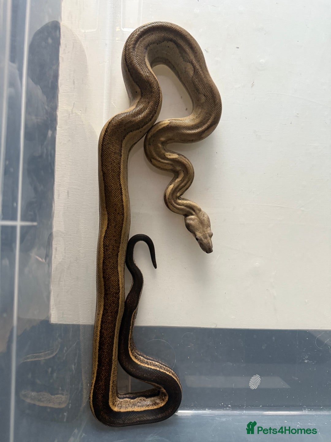 Boa Snake reptiles for sale: Amazing boas for sale - Advert 5