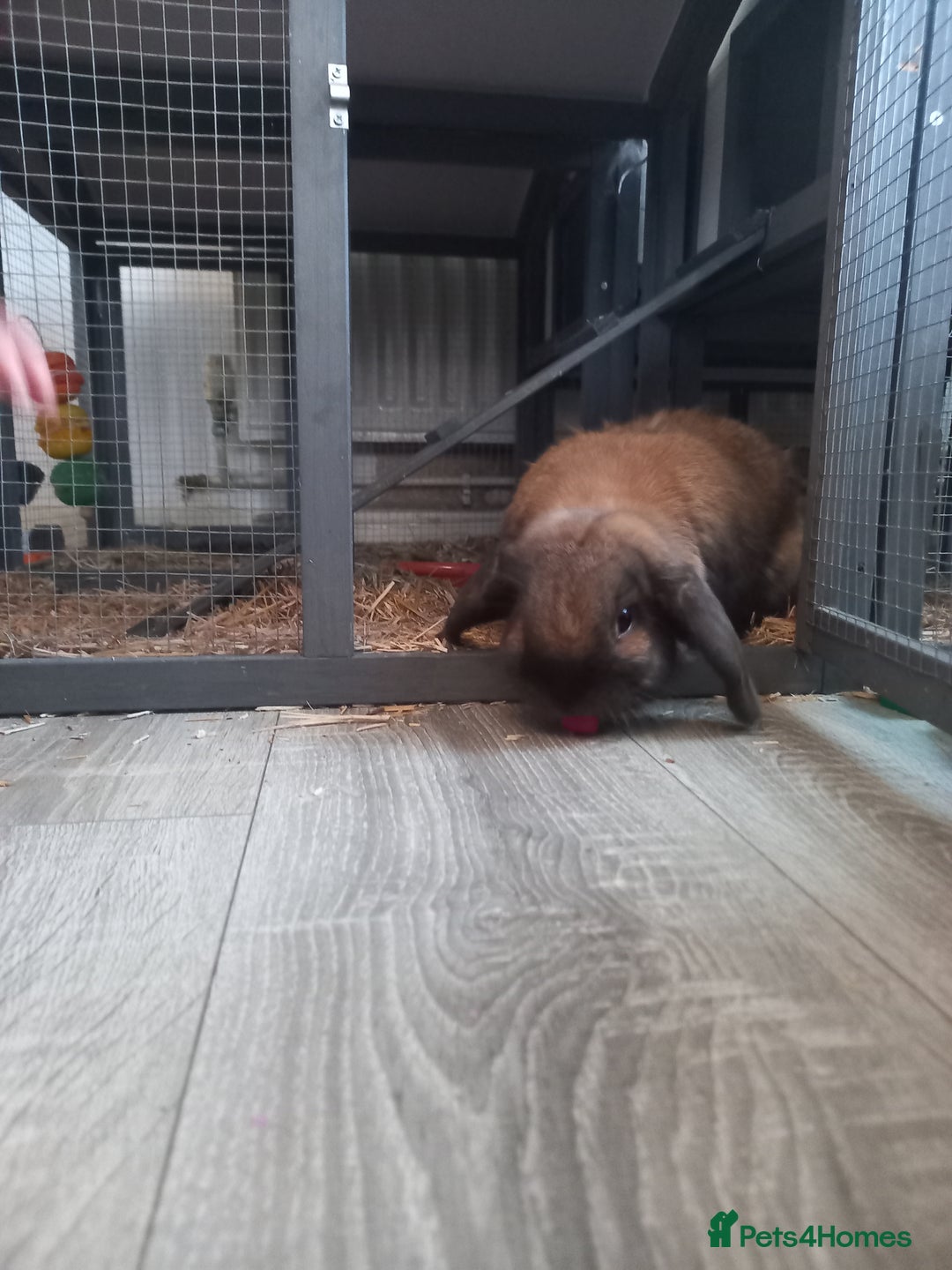 Mini Lop rabbits for sale: Two mini lops, boy and girl, boy is neutered  - Advert 5