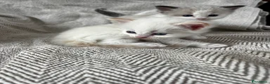 Maine Coon 2