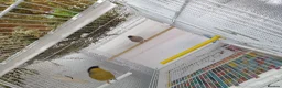 Finches birds for sale: Siberian bolfinch  - Advert 3