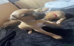 Greyhound dogs for sale: Saluki bull greyhounds - Image 7