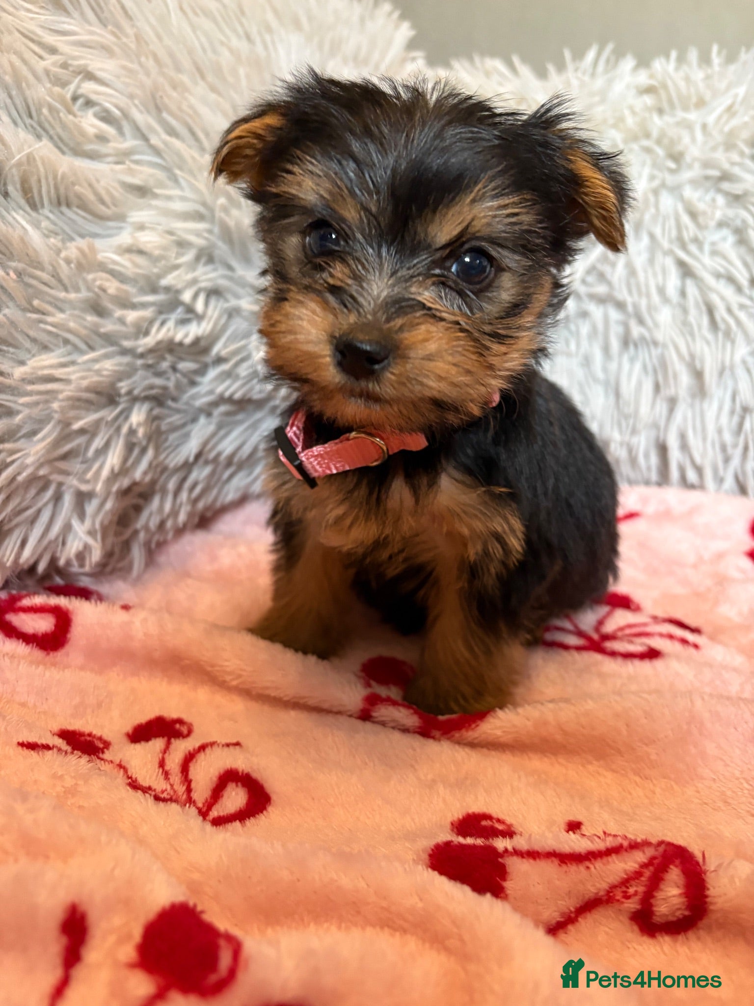 Yorkshire Terrier dogs Yorkshire terriers puppies - Advert 11