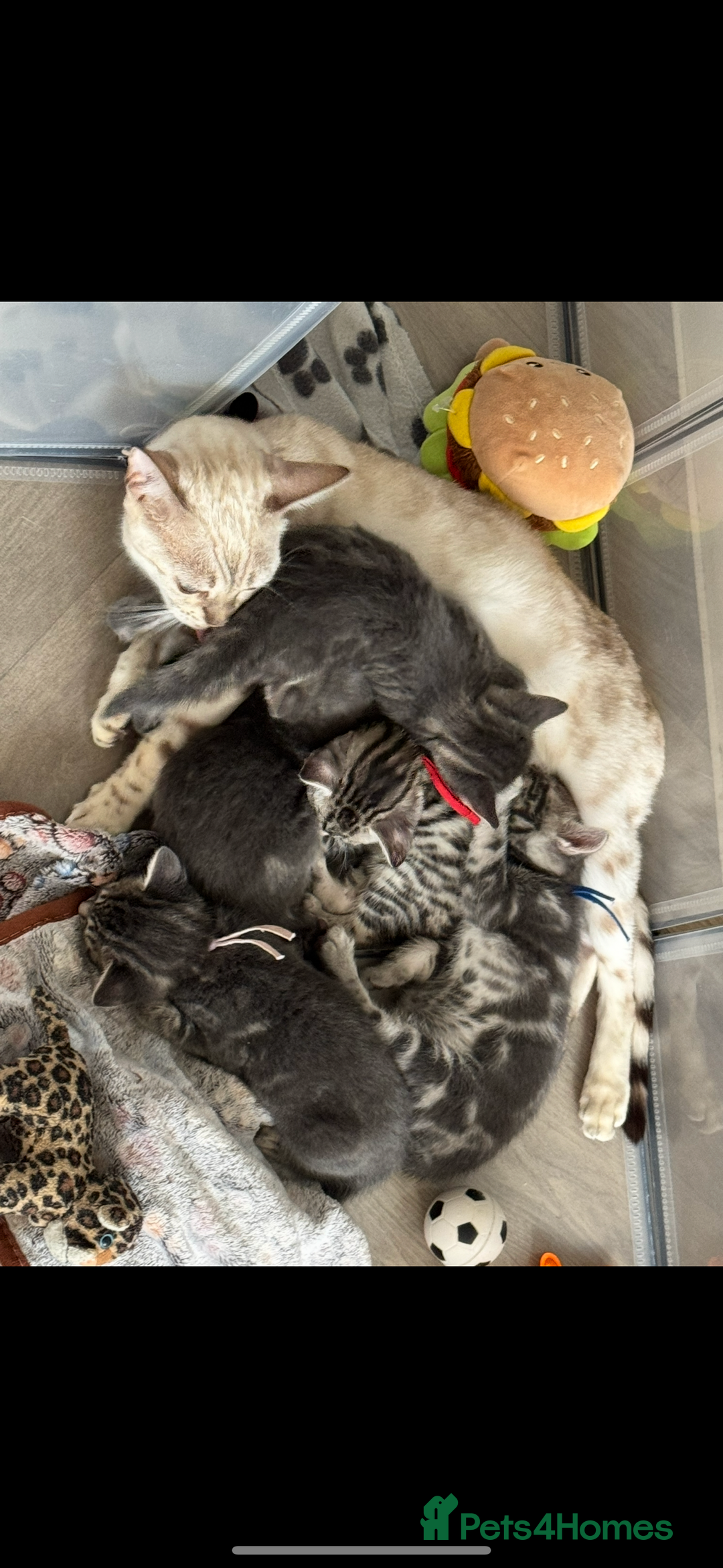Bengal cats for sale: bengal cross kittens  - Image 8