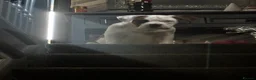 American Bully dogs for sale: Handsome boy  - Advert 9