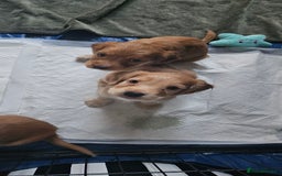 Cocker Spaniel dogs for sale: REDUCED: Last Show Cocker Spaniel Male 💚 - Image 20