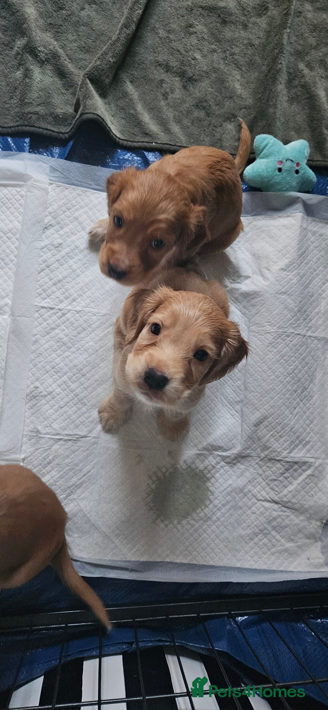 Cocker Spaniel dogs for sale: REDUCED: Last Show Cocker Spaniel Male 💚 - Image 20